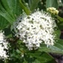 Cornus alba 'Red Gnome' - Fehér som