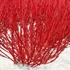 Cornus alba 'Red Gnome' - Fehér som