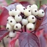 Cornus alba 'Red Gnome' - Fehér som