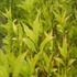 Cornus alba 'Red Gnome' - Fehér som