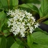Cornus alba 'Siberian Pearls' - Fehér som
