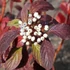 Cornus alba 'Siberian Pearls' - Fehér som