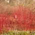 Cornus alba 'Siberian Pearls' - Fehér som