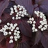 Cornus alba 'Siberian Pearls' - Fehér som
