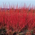Cornus alba 'Sibirica' - Fehér som