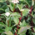 Cornus alba 'Sibirica' - Fehér som