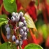 Cornus alba 'Sibirica' - Fehér som