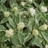 Cornus alba 'Sibirica Variegata' - Fehér som