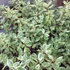 Cornus alba 'Sibirica Variegata' - Fehér som
