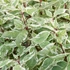 Cornus alba 'Sibirica Variegata' - Fehér som