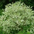 Cornus alba 'Sibirica Variegata' - Fehér som