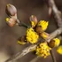 Cornus mas - Húsos som