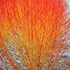 Cornus sanguinea 'Midwinter Fire' - Veresgyűrű som