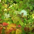 Cornus sanguinea 'Midwinter Fire' - Veresgyűrű som