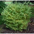 Cornus sanguinea 'Midwinter Fire' - Veresgyűrű som