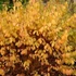 Cornus sanguinea 'Midwinter Fire' - Veresgyűrű som