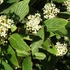 Cornus stolonifera 'Flaviramea' - Selymes som