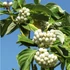 Cornus stolonifera 'Flaviramea' - Selymes som