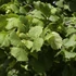 Corylus avellana - Közönséges mogyoró