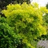 Cotinus coggygria 'Golden Spirit' - Cserszömörce