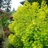 Cotinus coggygria 'Golden Spirit' - Cserszömörce
