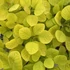 Cotinus coggygria 'Golden Spirit' - Cserszömörce