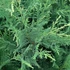 Cupressocyparis leylandii 'Oger' – Leyland ciprus
