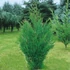 Cupressocyparis leylandii 'Oger' – Leyland ciprus