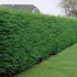 Cupressocyparis leylandii - Leyland ciprus