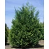Cupressocyparis leylandii - Leyland ciprus