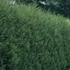 Cupressocyparis leylandii 'Blue Jeans' - Leyland ciprus