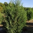 Cupressocyparis leylandii 'Blue Jeans' - Leyland ciprus