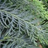 Cupressocyparis leylandii 'Blue Jeans' - Leyland ciprus