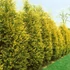 Cupressocyparis leylandii 'Castlewellan Gold' - Leyland ciprus