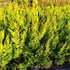 Cupressocyparis leylandii 'Castlewellan Gold' - Leyland ciprus