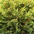 Cupressocyparis leylandii 'Castlewellan Gold' - Leyland ciprus