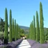 Cupressus sempervirens 'Totem' - Európai ciprus