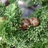 Cupressus sempervirens 'Totem' - Európai ciprus