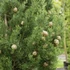 Cupressus sempervirens 'Totem' - Európai ciprus