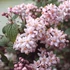 Deutzia hybrida 'Mont Rose' – Érdeslevelű gyöngyvirágcserje