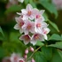Deutzia hybrida 'Mont Rose' – Érdeslevelű gyöngyvirágcserje