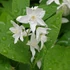 Deutzia gracilis - Karcsú gyöngyvirágcserje