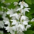 Deutzia gracilis - Karcsú gyöngyvirágcserje