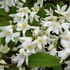 Deutzia gracilis 'Nikko' - Karcsú gyöngyvirágcserje