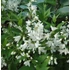 Deutzia gracilis 'Nikko' - Karcsú gyöngyvirágcserje