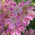 Deutzia x hybrida 'Strawberry Fields - Gyöngyvirágcserje