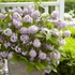 Deutzia 'Raspberry Sundae'® - Gyöngyvirágcserje