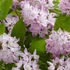 Deutzia 'Raspberry Sundae'® - Gyöngyvirágcserje