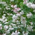 Deutzia scabra 'Plena' - Teltvirágú gyöngyvirágcserje