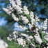 Deutzia scabra 'Plena' - Teltvirágú gyöngyvirágcserje